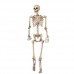 3ft Lifesize Hanging Skeleton